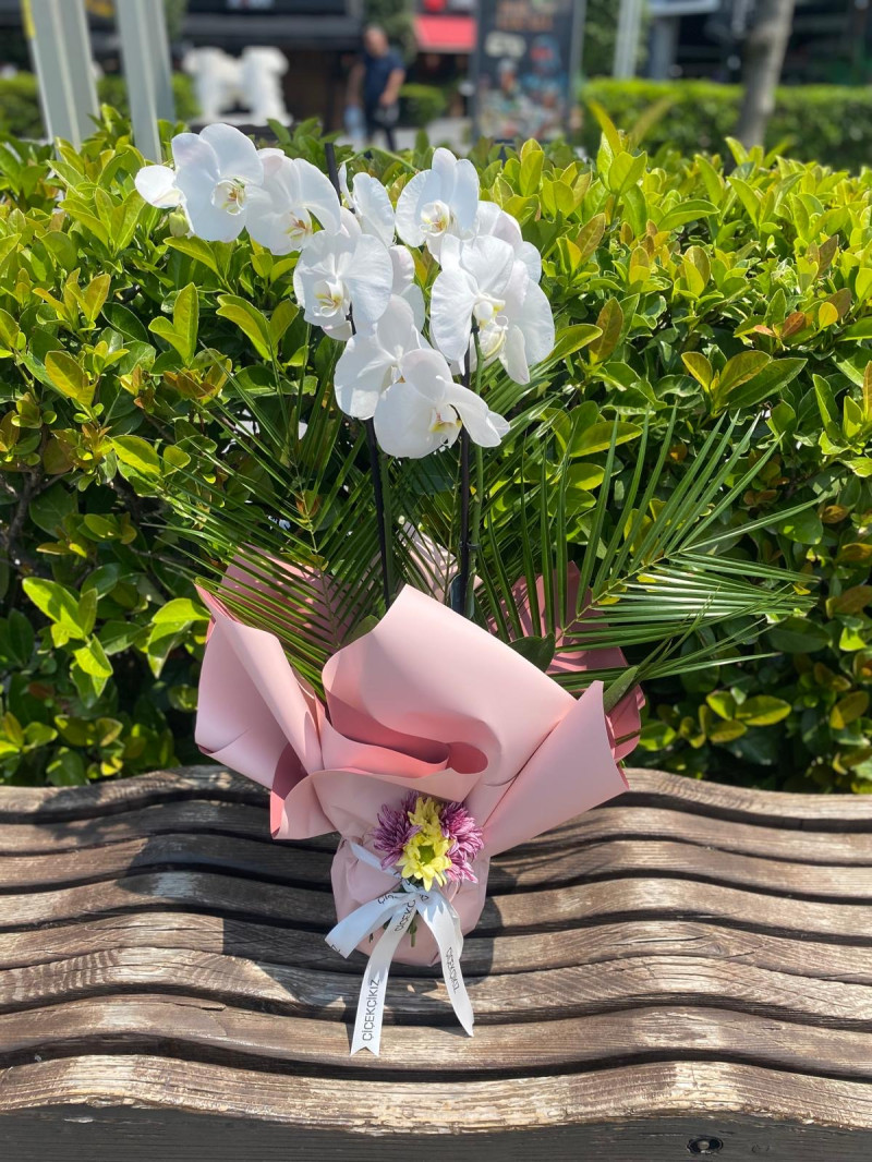 Saksıda Çift Dal Beyaz Orkide 